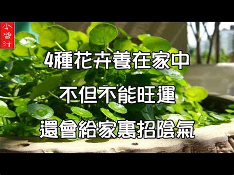 艾草風水